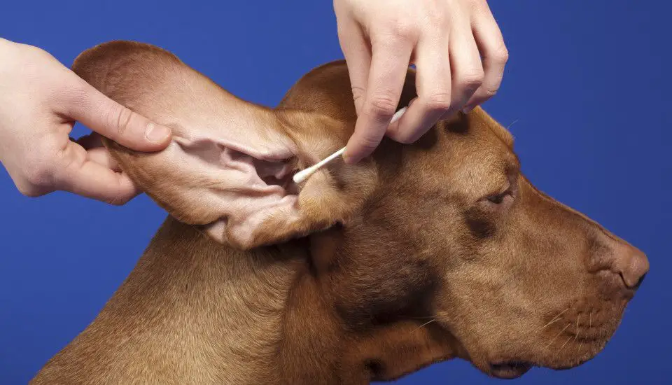 preventing ear infections in dogs