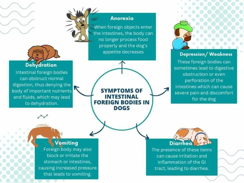 prevention of intestinal blockages in dogs