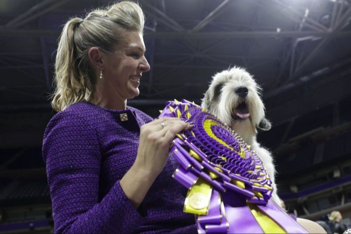 professional dog handlers competing at westminster dog show