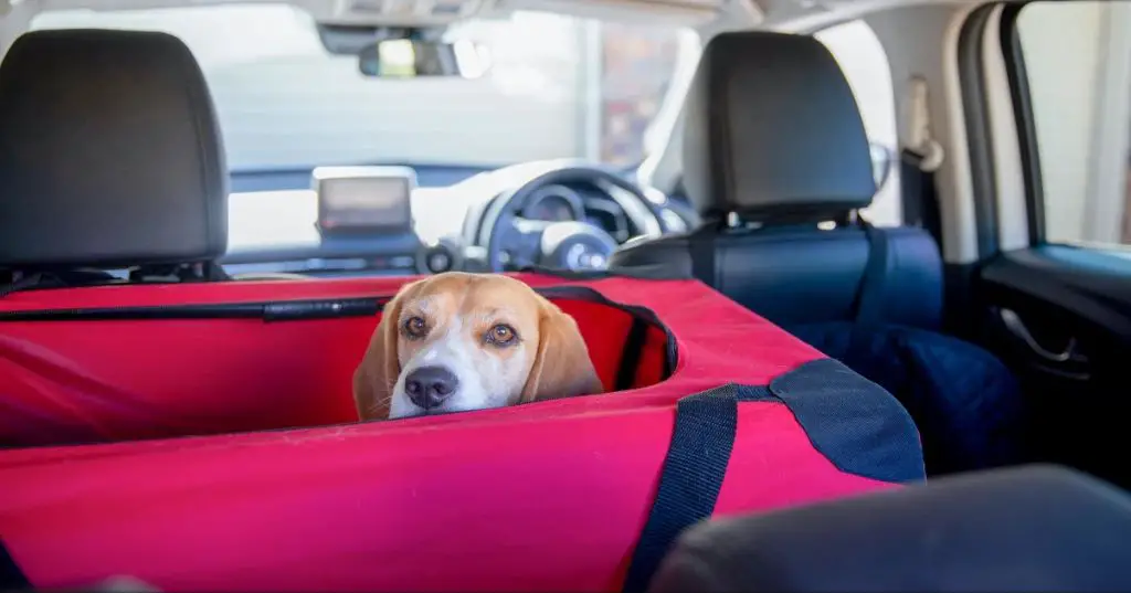 properly fitted front-facing dog carrier