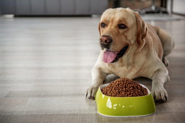 properly stored dry dog food