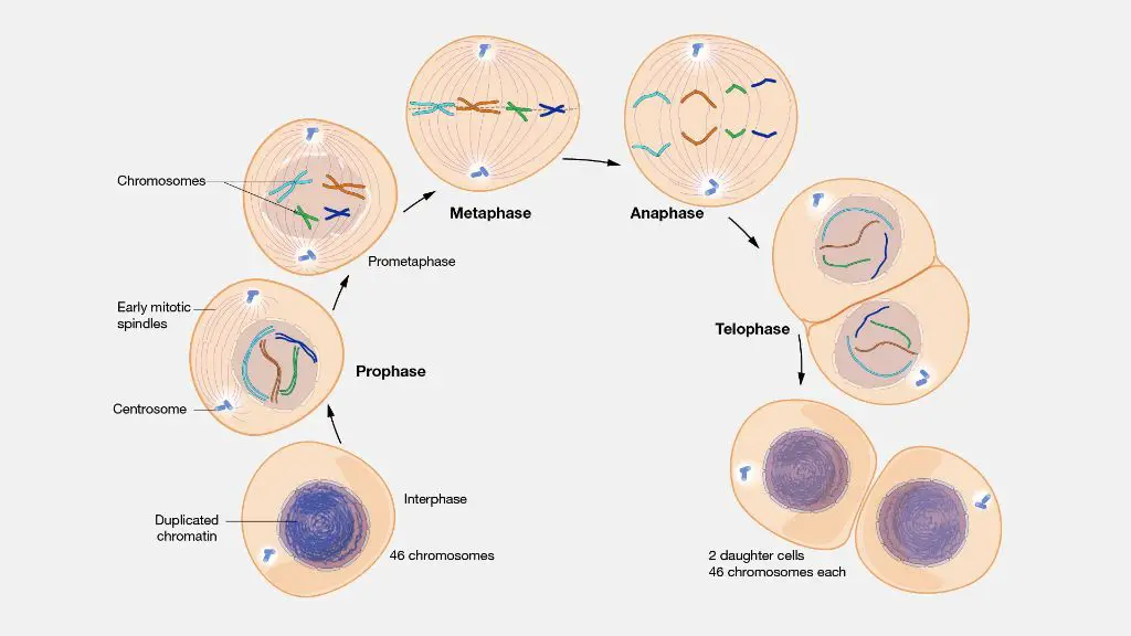 proposed anti-cancer mechanisms of fenbendazole