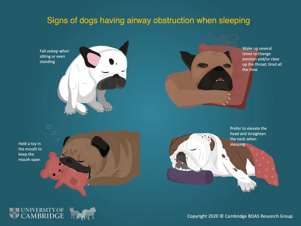 propping their head up helps dogs keep their airway open while sleeping