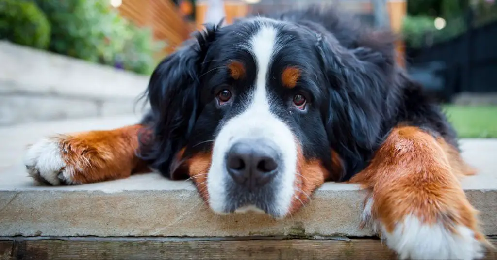 prospective berner owners should be educated on the breed's short lifespan