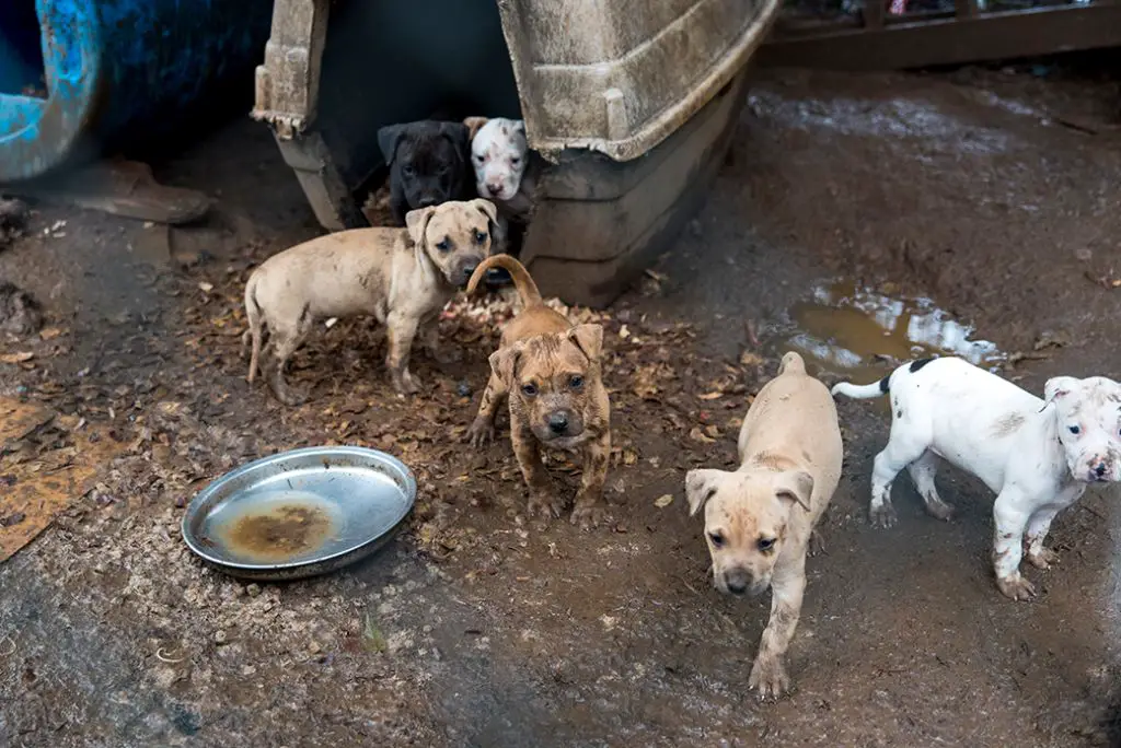 protecting rescue dogs