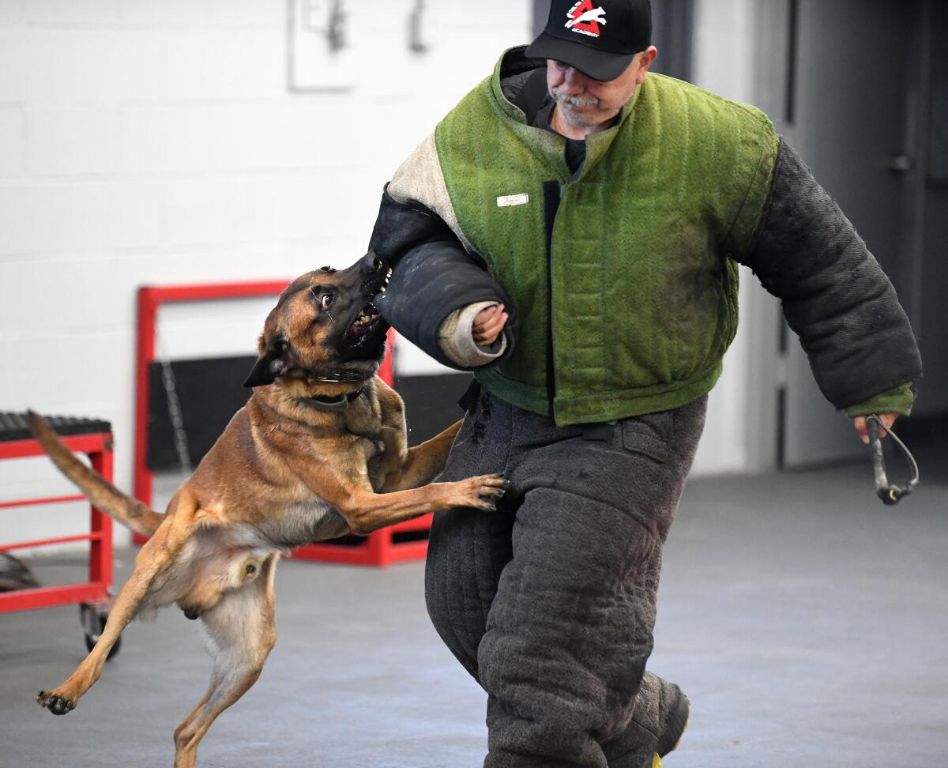 protection dog training