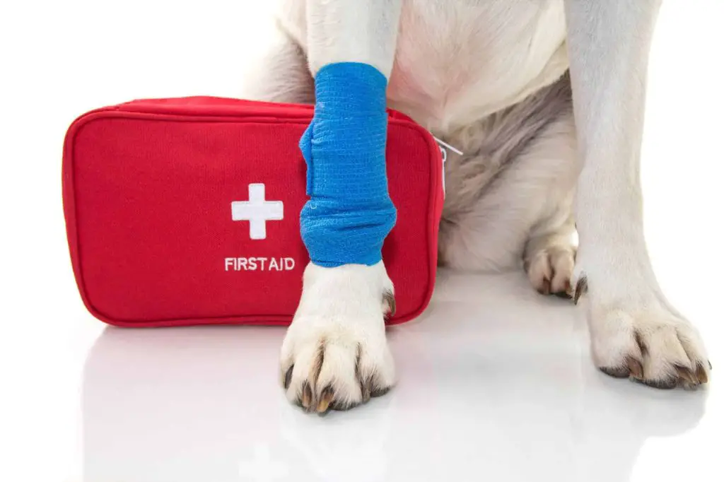 providing first aid to an injured dog