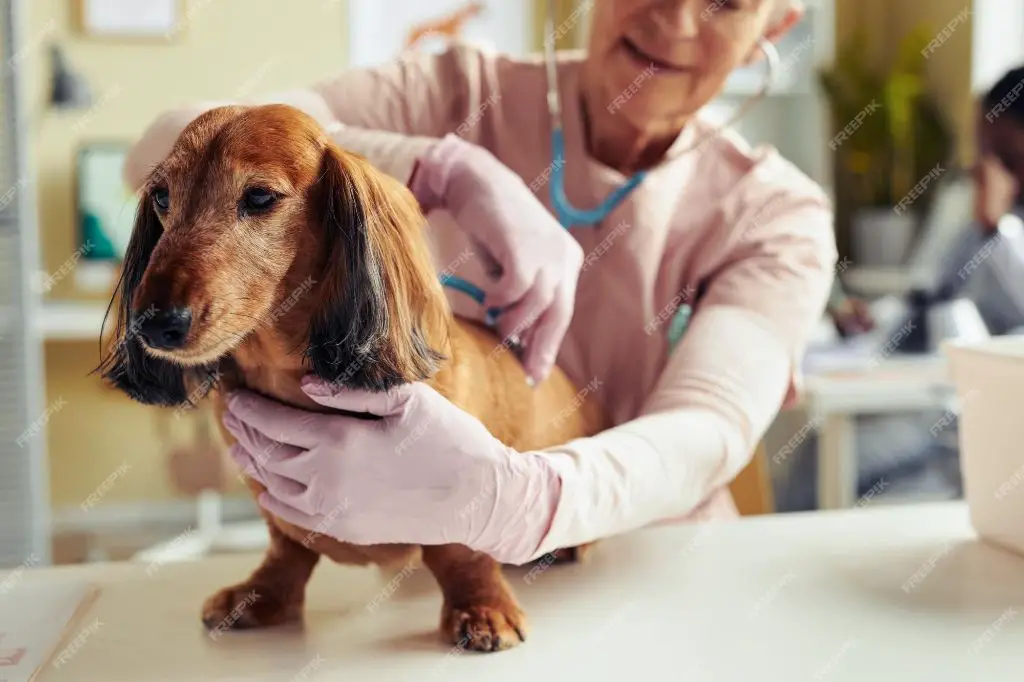 providing palliative care for pets at end of life