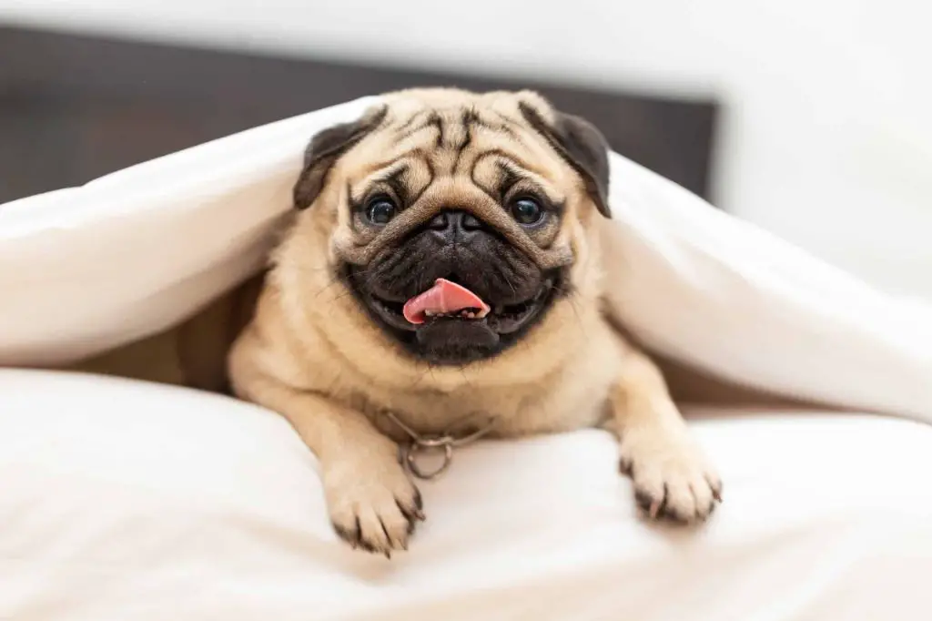 pugs are affectionate and laidback