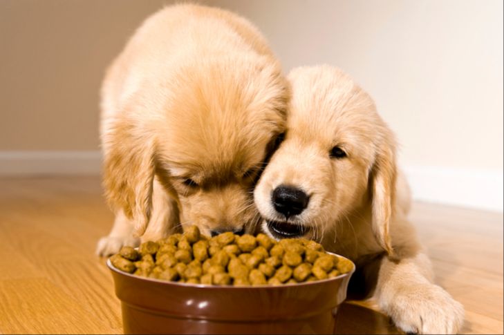 puppies eating from a food bowl