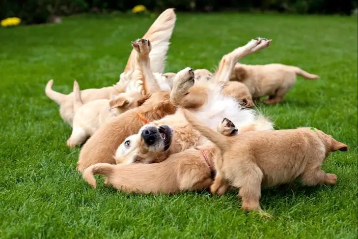 puppies from a large litter playing together