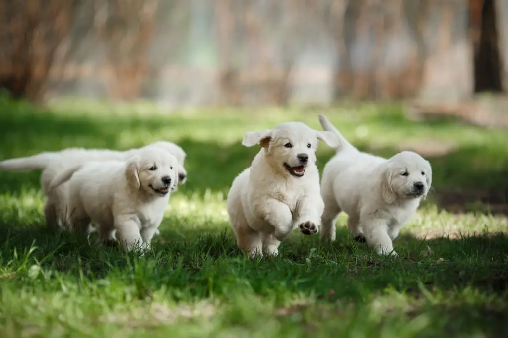 puppies playing together