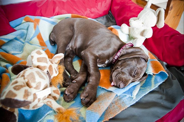 puppies sleep more than adult dogs