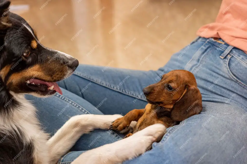 puppy and adult dog meeting for the first time