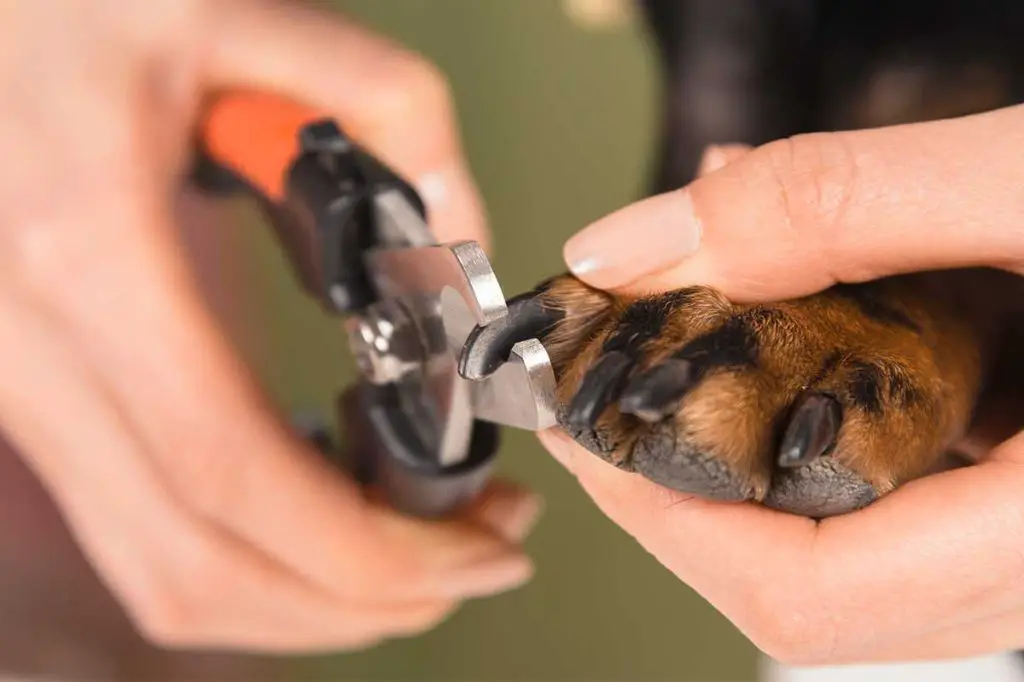 puppy getting first nail trim