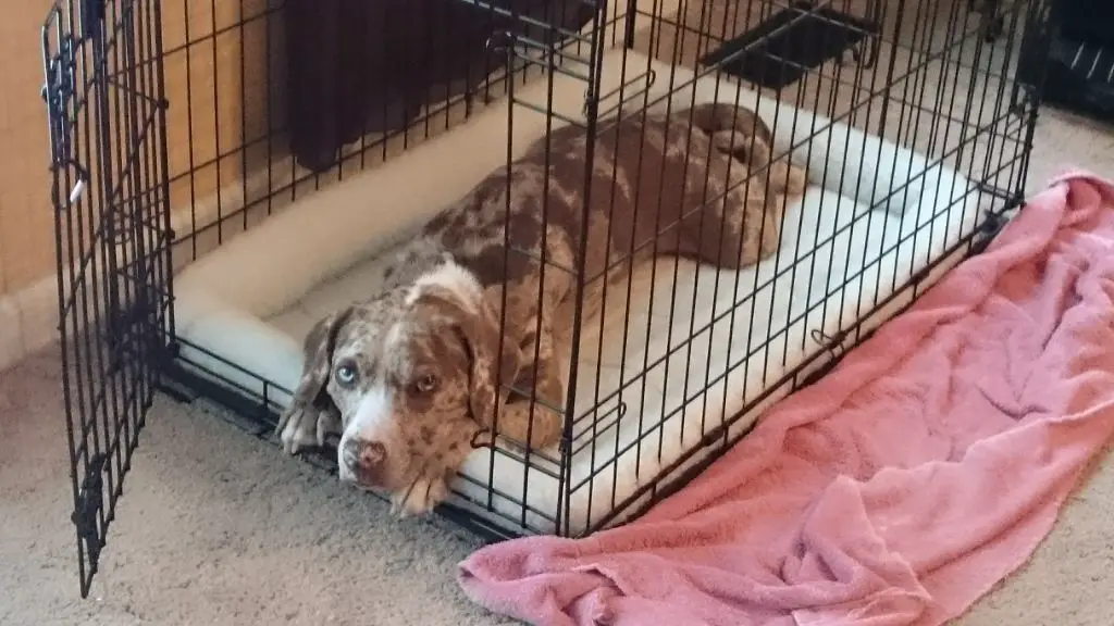 puppy in crate at night