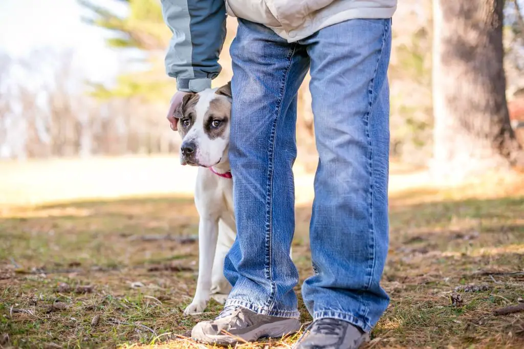 puppy lacking early socialization hiding behind owner's legs