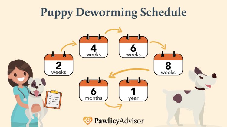 puppy on deworming schedule