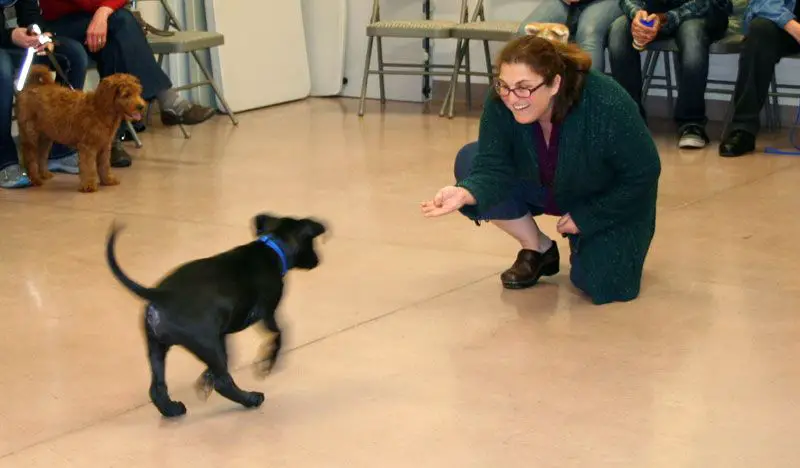 puppy socialization kindergarten class