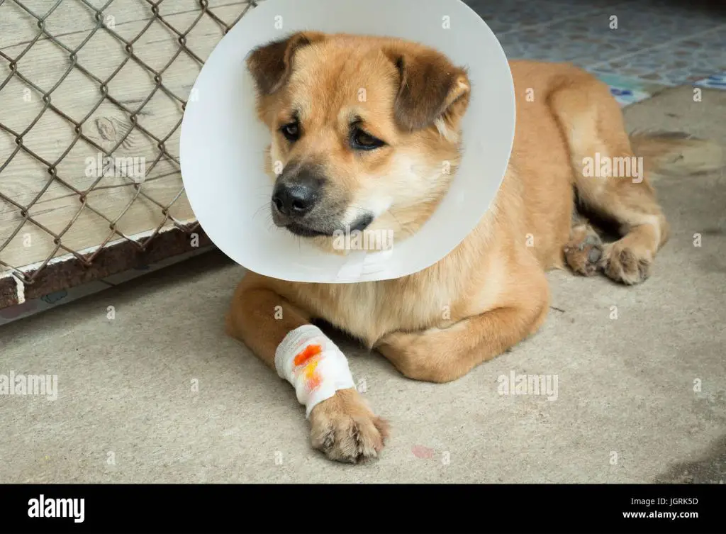 puppy with bandage around neck after injury