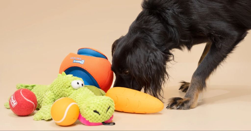 puppy with floppy ears chewing a toy