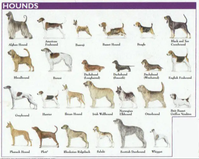 purebred dogs categorized into groups by traits