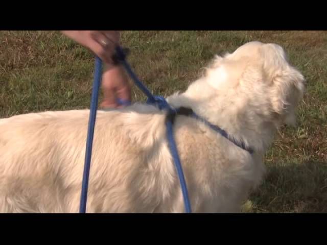 putting a slip harness onto a dog