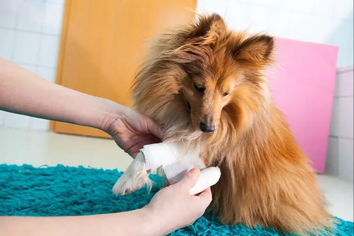 putting vetericyn gel on dog wound