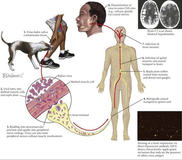 rabies transmission through mucous membranes