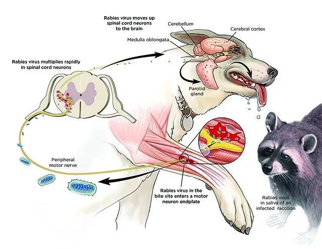 rabies transmission through saliva