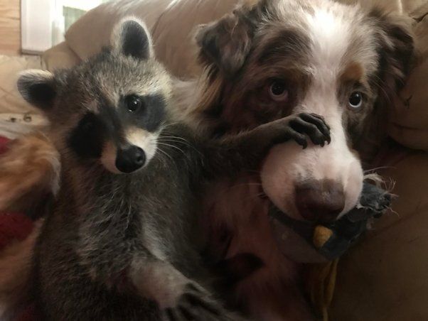 raccoon aggressive behaviors toward dogs