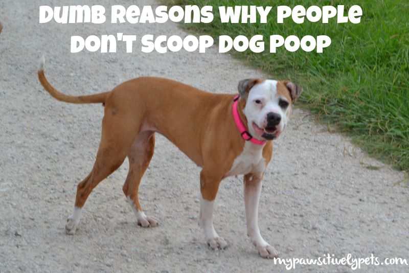 reasons some owners don't pick up dog poop