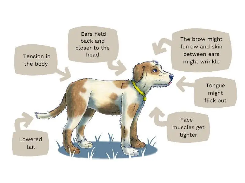 recognizing signs of anxiety helps dogs get treatment faster