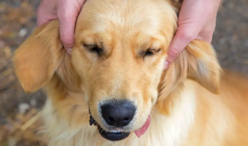 recognizing when a dog wants ear rubbing to stop