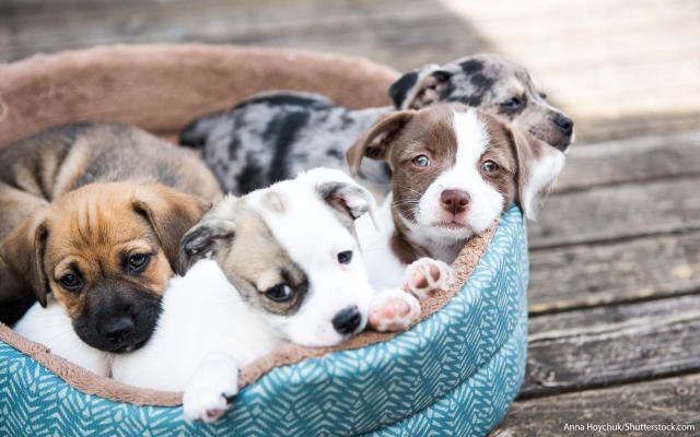 red flags like blurry photos may indicate an online dog sale scam that buyers should watch out for.