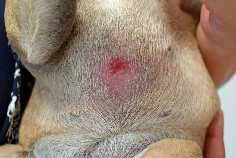 red, raised hives appearing on a dog's skin