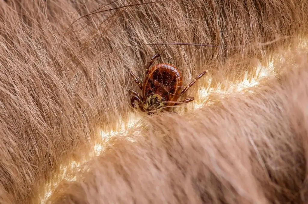 removing ticks from dogs