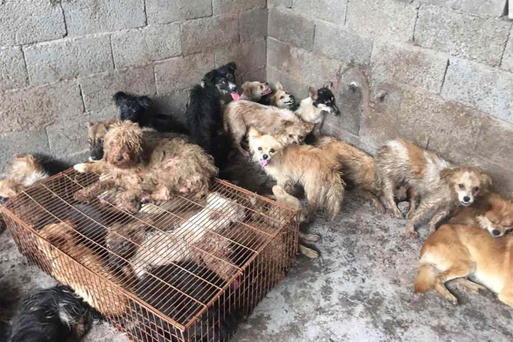 rescued dogs from a slaughterhouse truck headed to yulin