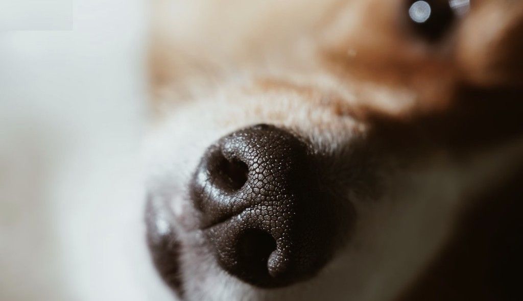 research confirms each dog's nose print containing ridges and creases is completely unique.