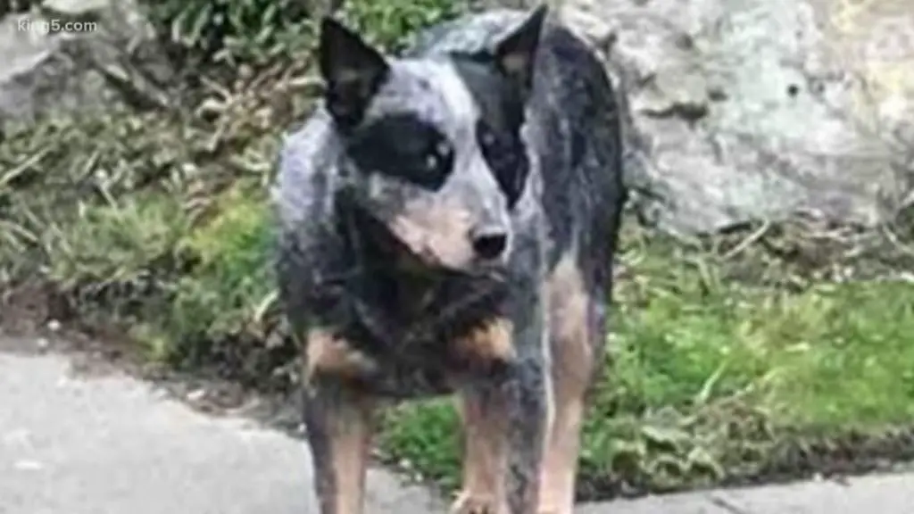 reuniting with your lost australian cattle dog