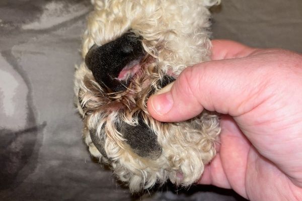 review your dog's past paw injuries with your veterinarian