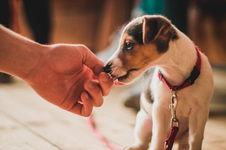 reward-based training helps establish leadership in dog-human packs.