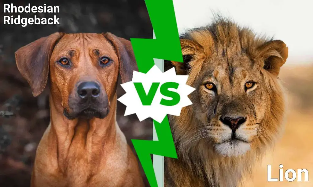 rhodesian ridgeback dog size and strength compared to lion