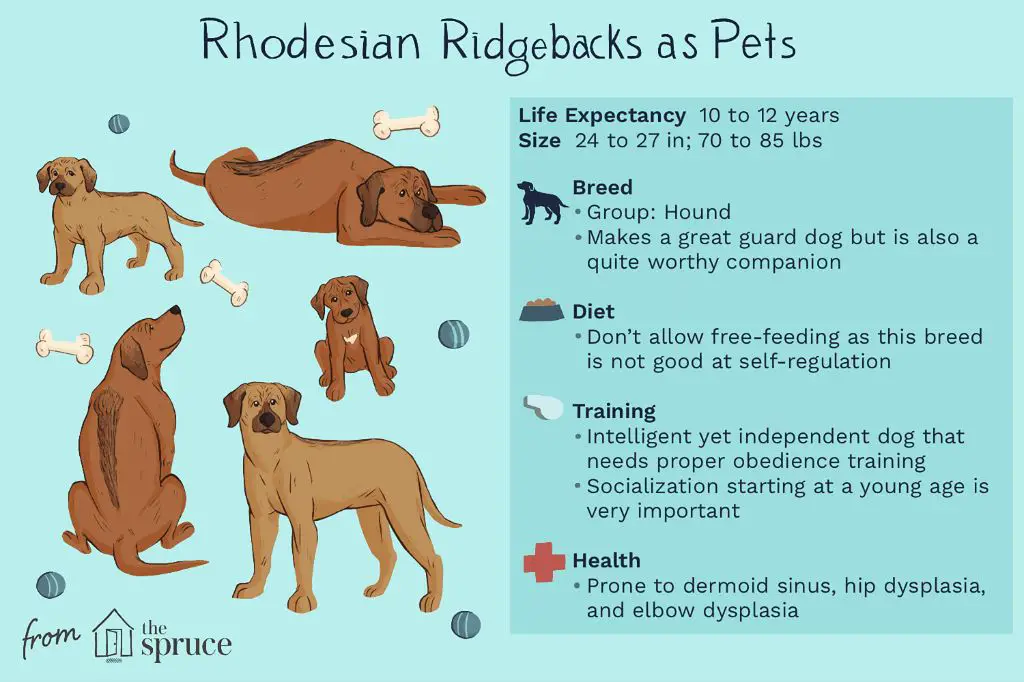 rhodesian ridgeback loyal and protective temperament