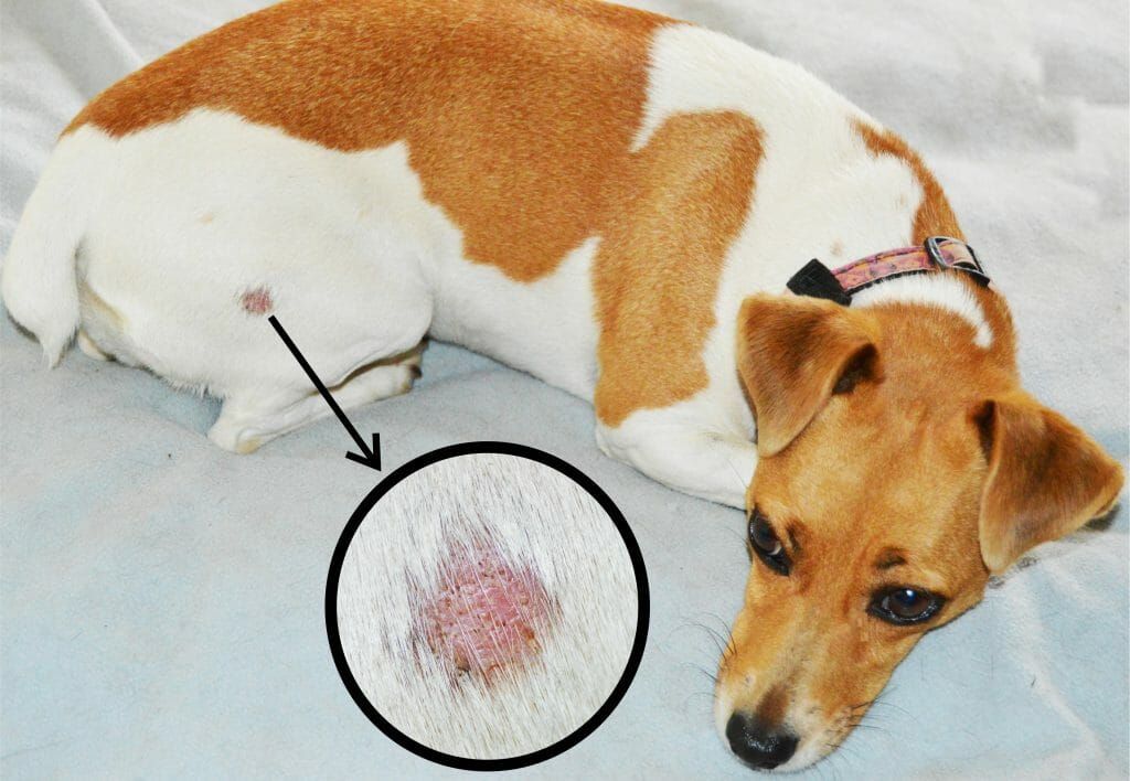 ringworm skin infection that can spread from cats.