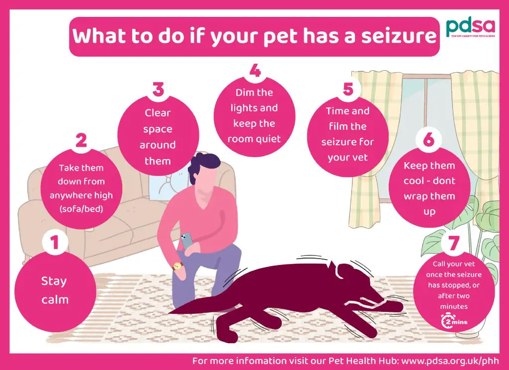 risks of restraining a seizing dog