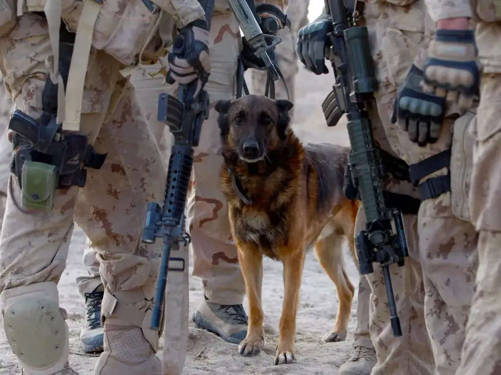 roles of dogs in navy seal missions