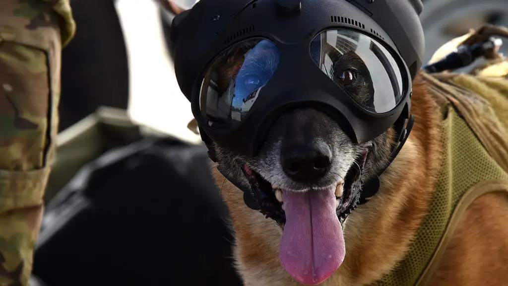 roles of dogs in special operations