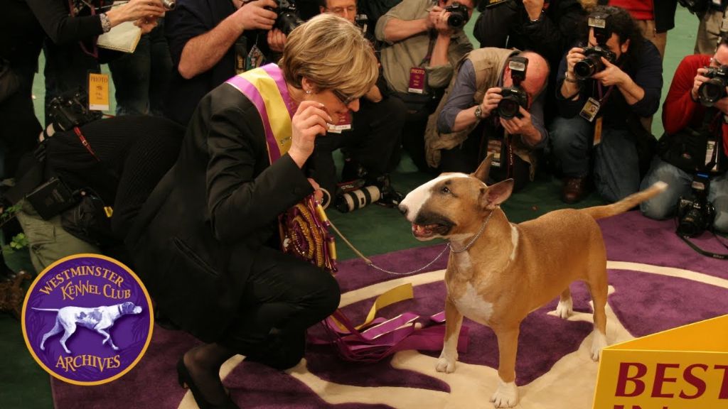 rufus, the first dog to win westminster best in show twice