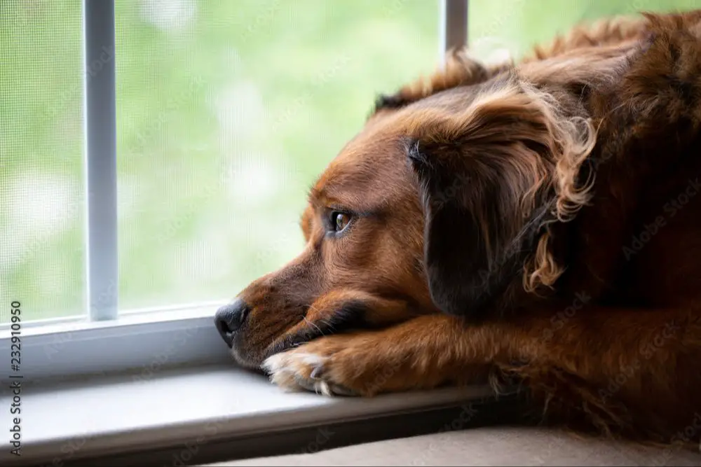 sad dog looking out window